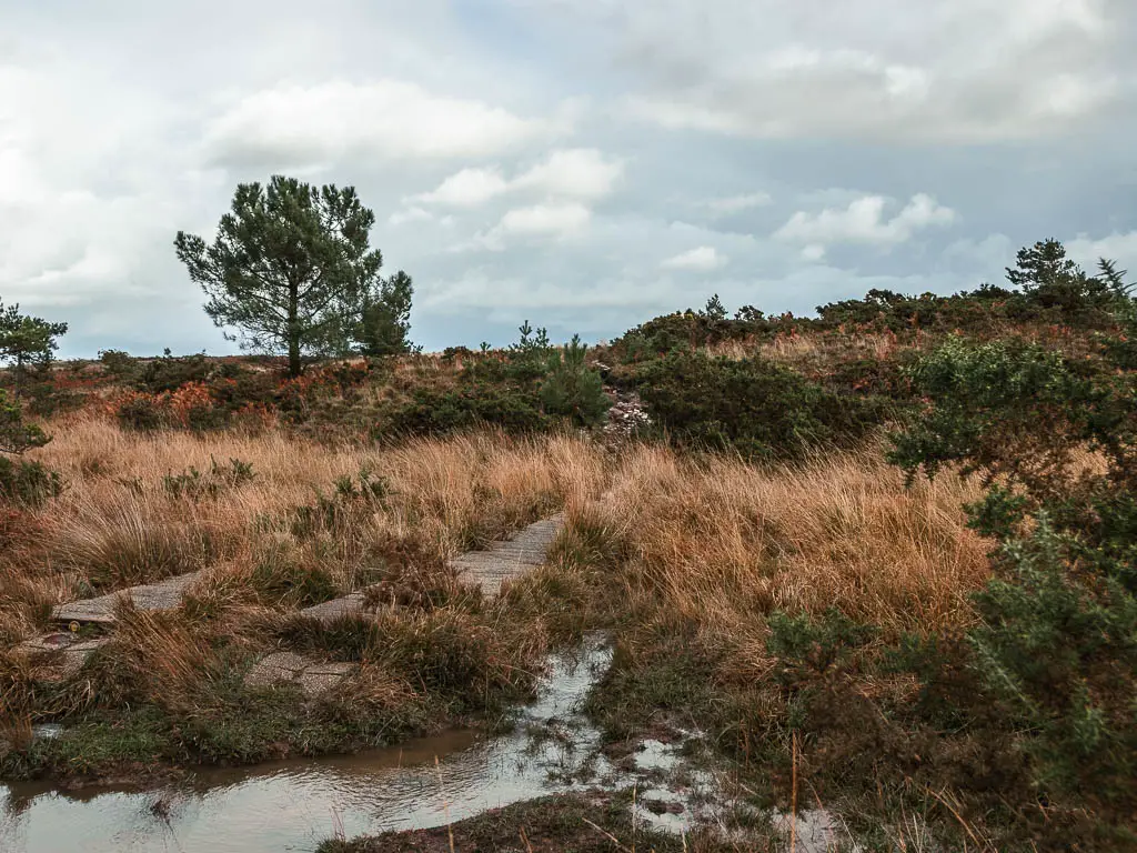 A flooded area in Creech Heath, with a wooden walkway ahead.