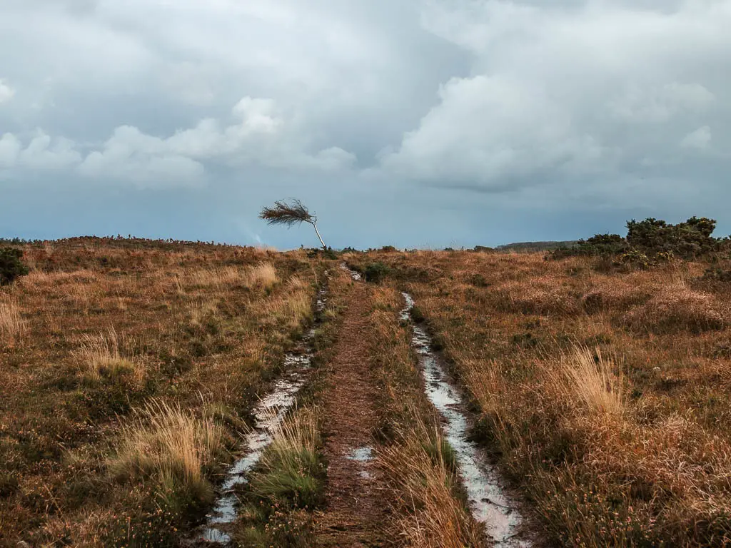 A waterlogged track leading straight ahead through the heath. There is a small leaning tree ahead on the track.