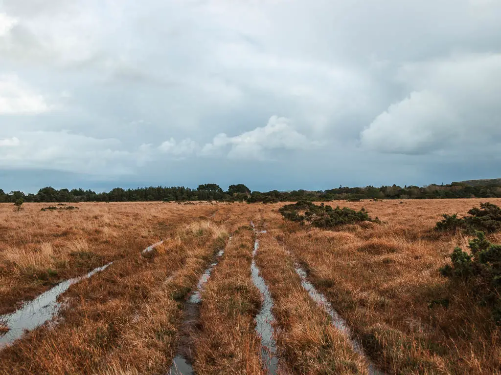 Waterlogged trails leading straight ahead across the orange coloured heathland, on the walk between Wareham and Corfe Castle.