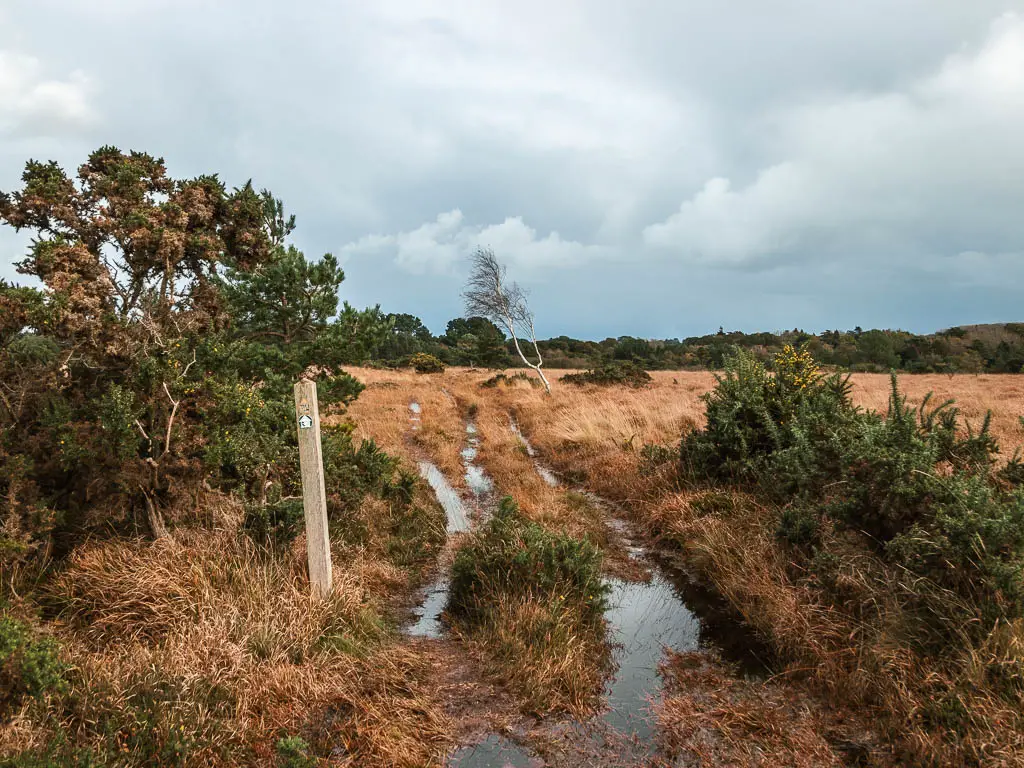 A waterlogged trail through the heathland. There is a wooden stump signpost of the left, and a few green leafy bushes either side of the trail.