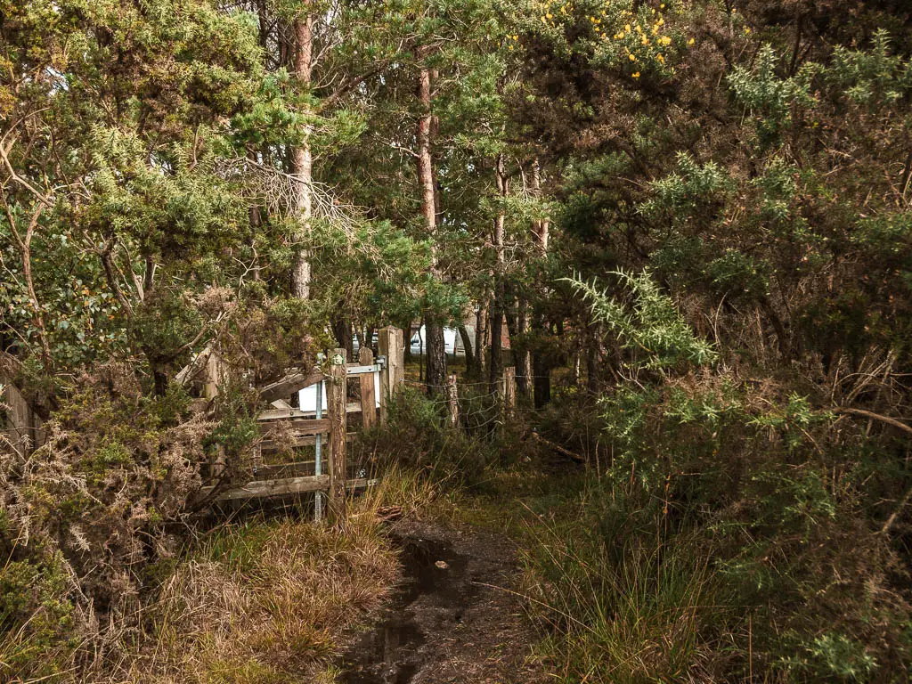 A dirt trail leading towards a wooden fence and gate, completely engulfed by bushes and trees.