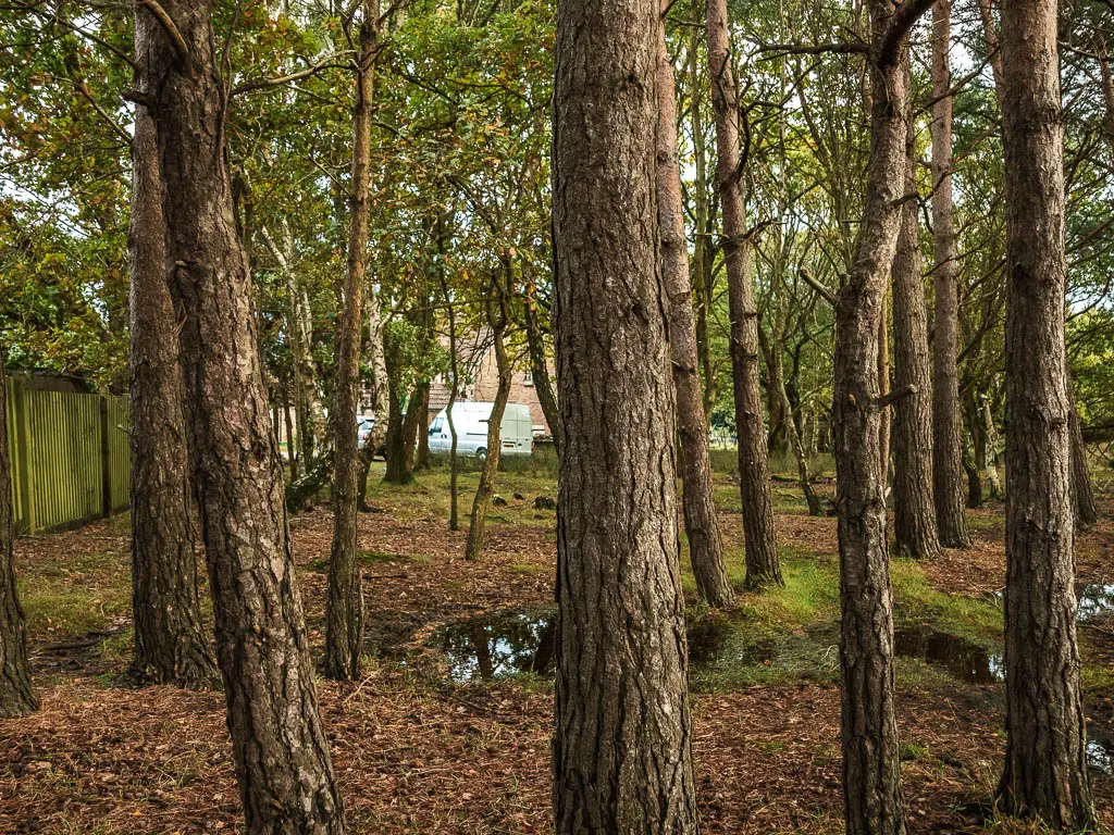 Looking through the mass of tall tree trunks.