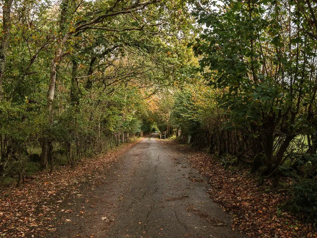 A road leading straight ahead, lined with trees, with their branches hanging over forming a semi tree tunnel.