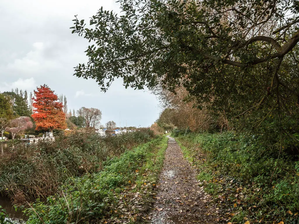 A narrow dirt trail leading straight ahead, with bushes to the left and a leaning tree on the right.