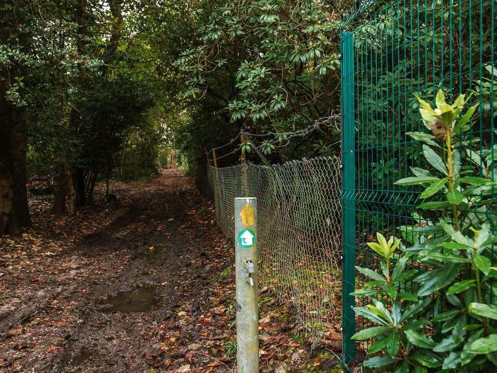 A metal pole with arrows pointing straight ahead along a muddy trail. There is a metal fence on the right side. The trail is lined with trees.