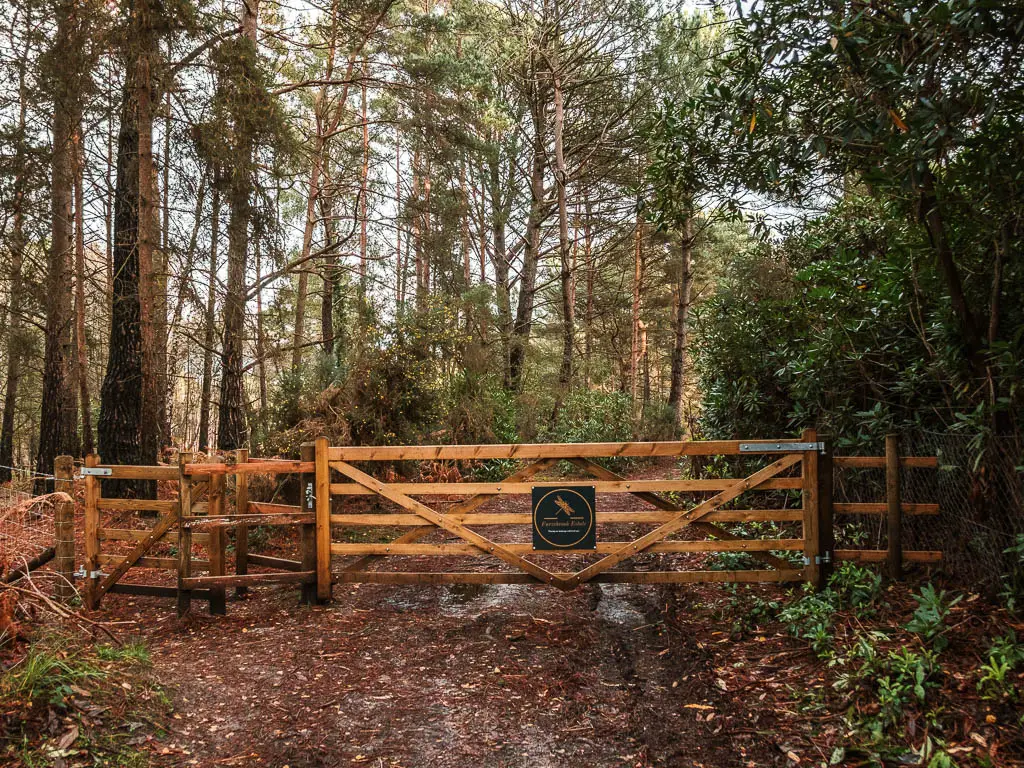 A big gate across the muddy trail, with lots of tall trees on the other side.