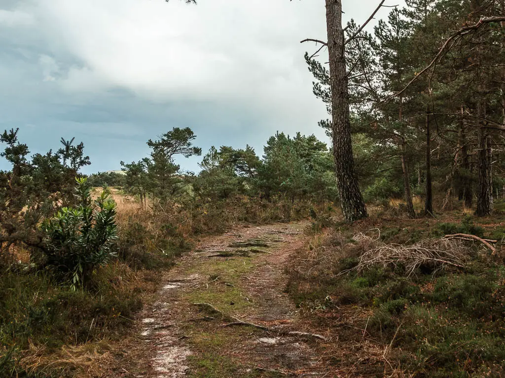 A trail curving ahead to the right, lined with a few bushes.