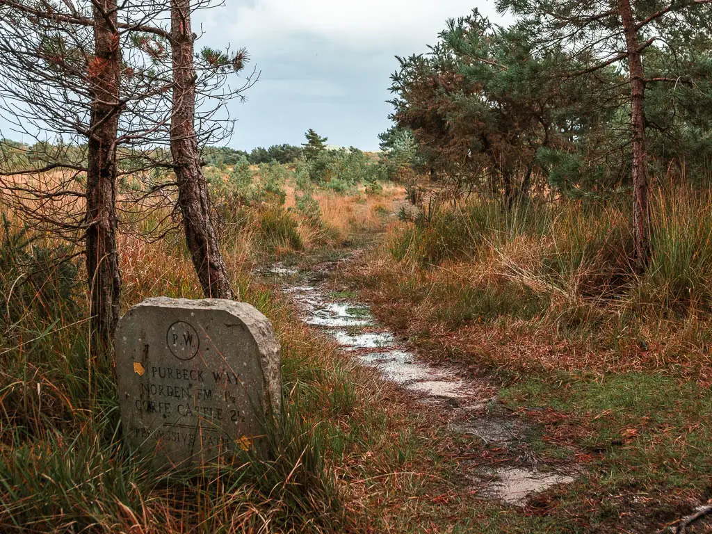 A stone trail sign pointing along a thin wet trail through the heath.