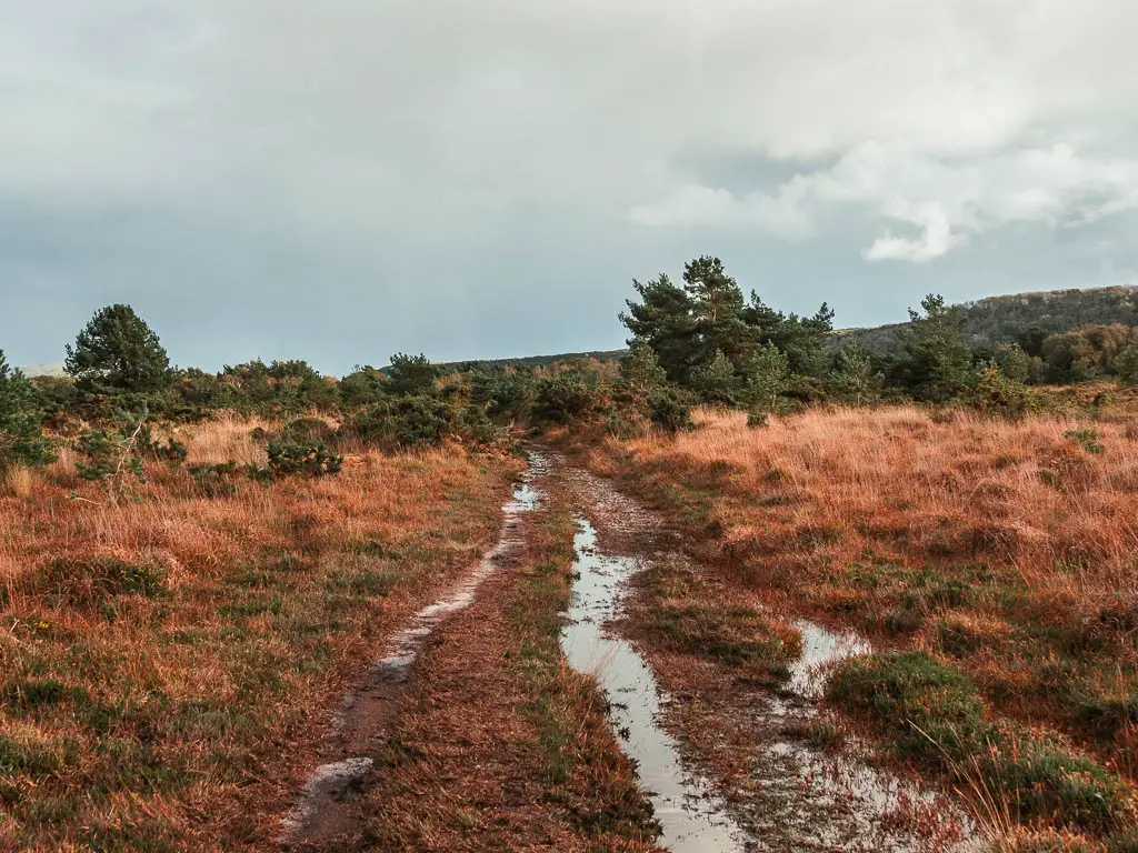 A waterlogged boggy trail through the orange coloured head. There are a few green bushes ahead.