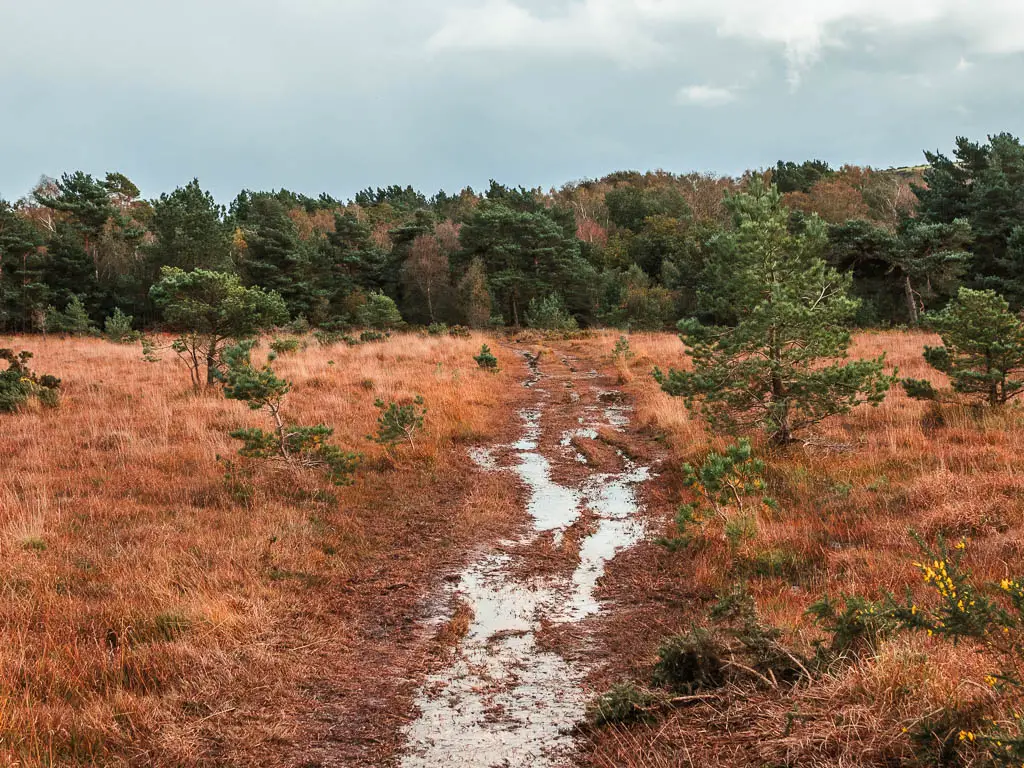 A wet trail through the orange coloured heath, with green leafy woodland trees on the other side, partway through the walk from Wareham to Corfe Castle.