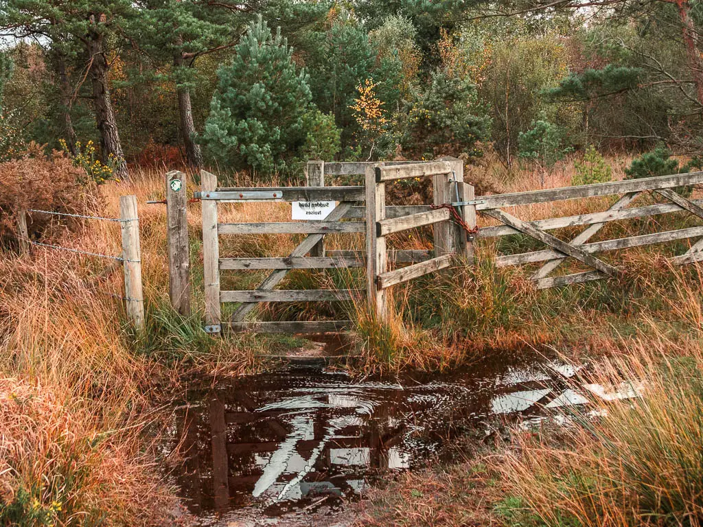 A big puddle in front of a wooden fence and gate, surrounded by tall straggly orange and green grass.