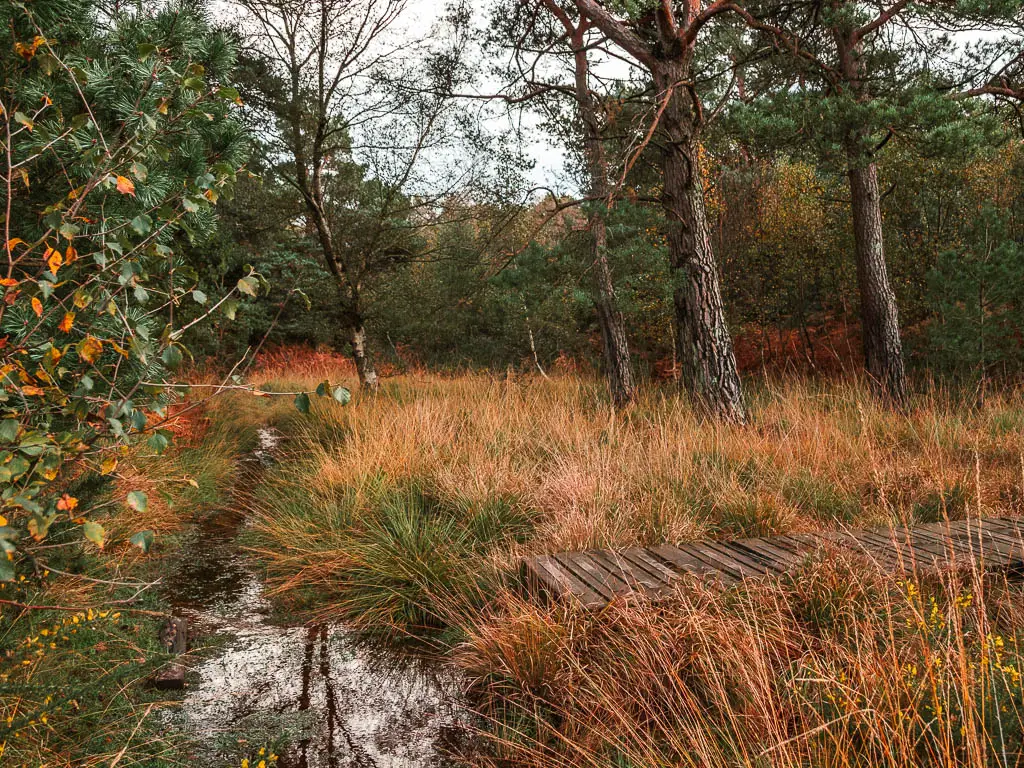 A puddle with a wooden walkway leading right through the tall grass.