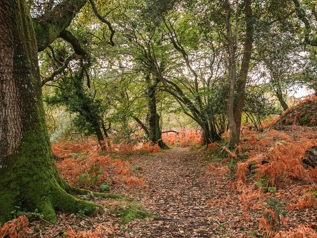 A wide trail covered in fallen leaves through the woods. There are patches of orange fern all around.