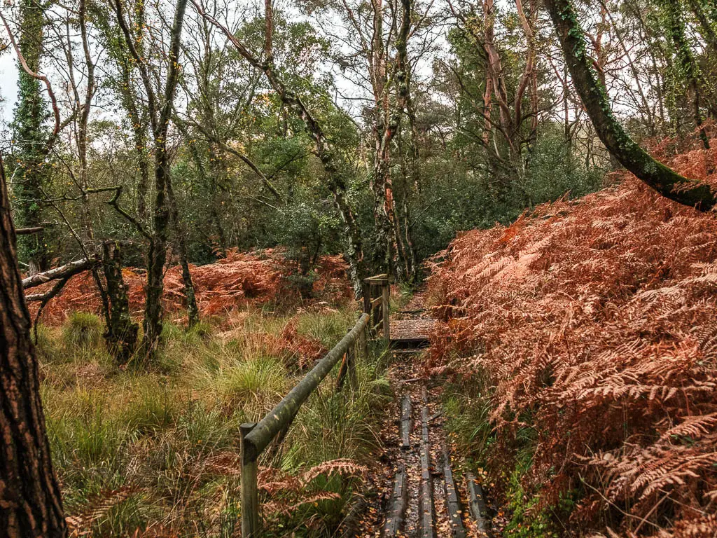 A wooden walkway through the woods with orange fern on the right and overgrown unkempt grass on the left.