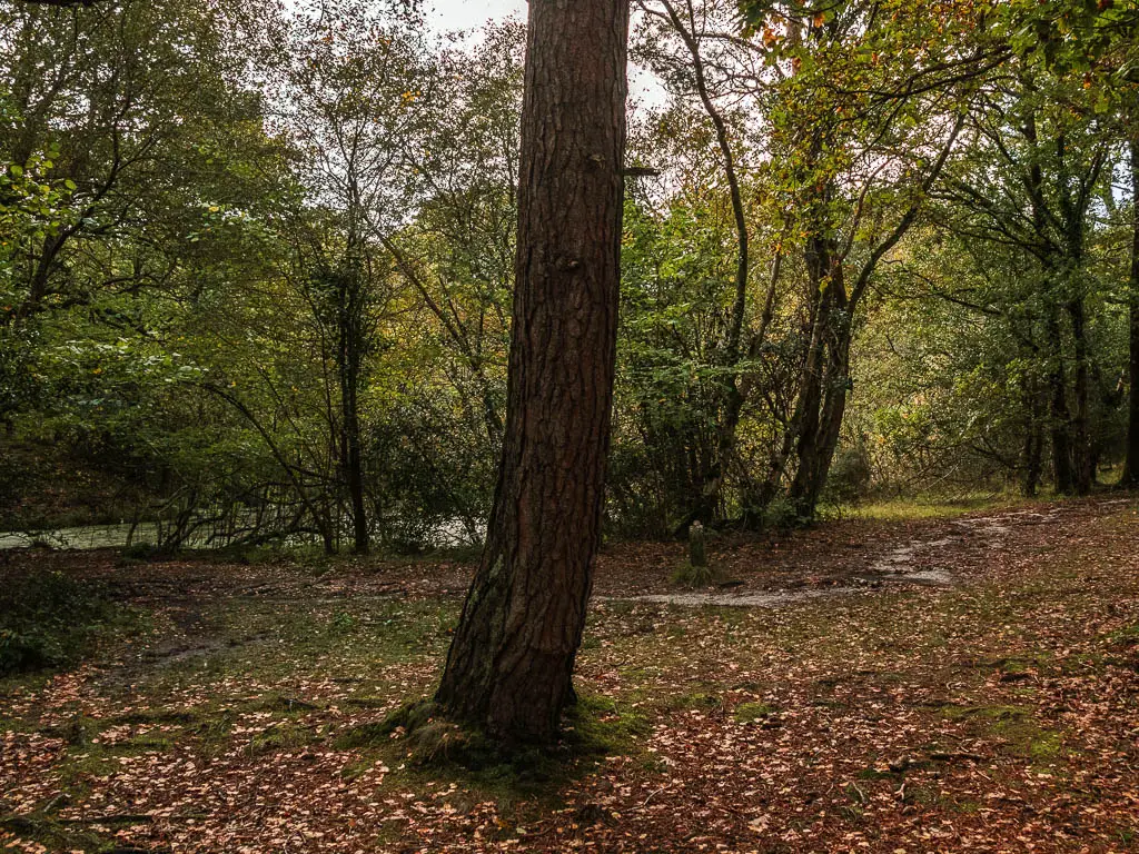 A big tree trunk in the middle of an open area.