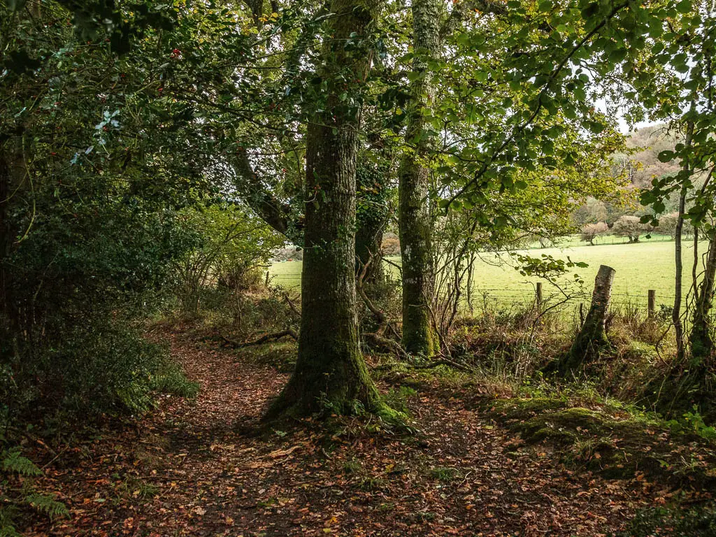 A leaf covered dirt trail under the trees, with a big tree in the middle. There is a bright green field to the right.