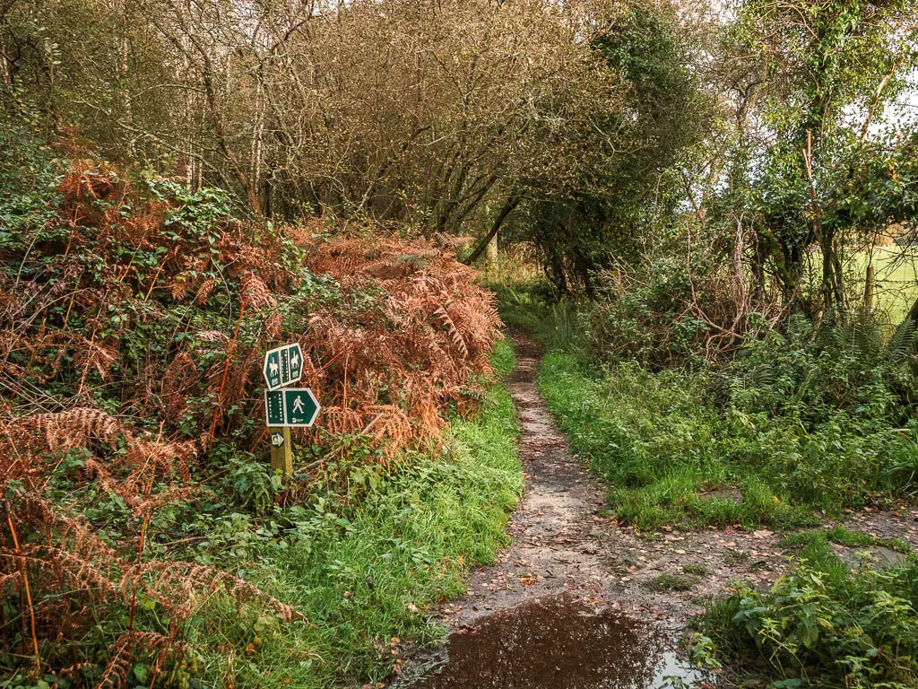 A narrow dirt trail leading ahead through the grass and orange fern. There is a green trail sign pointing to the right onto the cross trail.