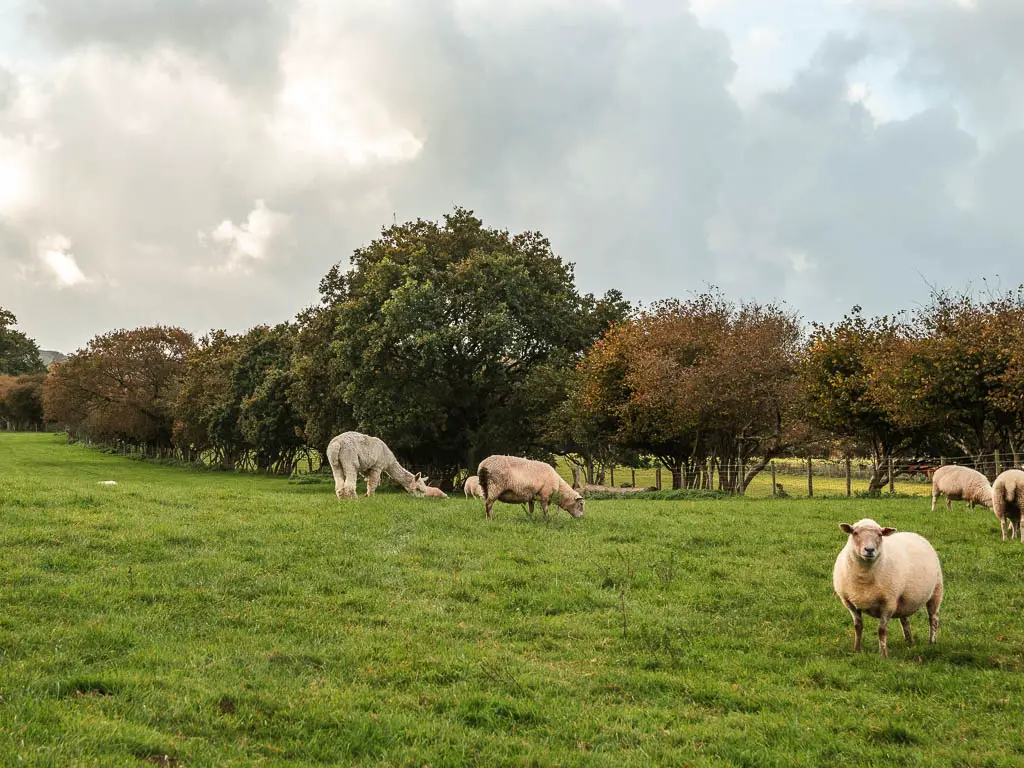 White sheep and a lama grazing in the grass field.