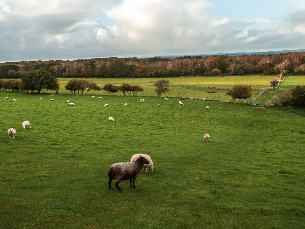 One black sheep and lots of white sheep grazing on the large green grass field, on the walk between Wareham and Corfe Castle.