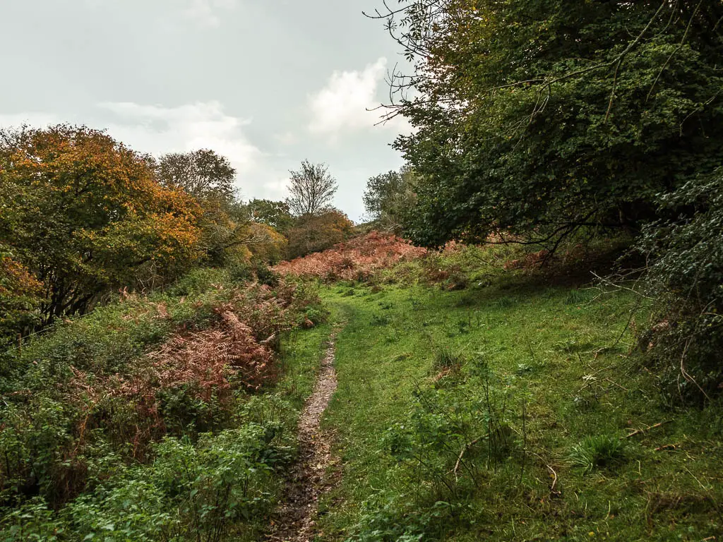 A thin dirt trail through the grass, with bushes to the left and leafy trees to the right.