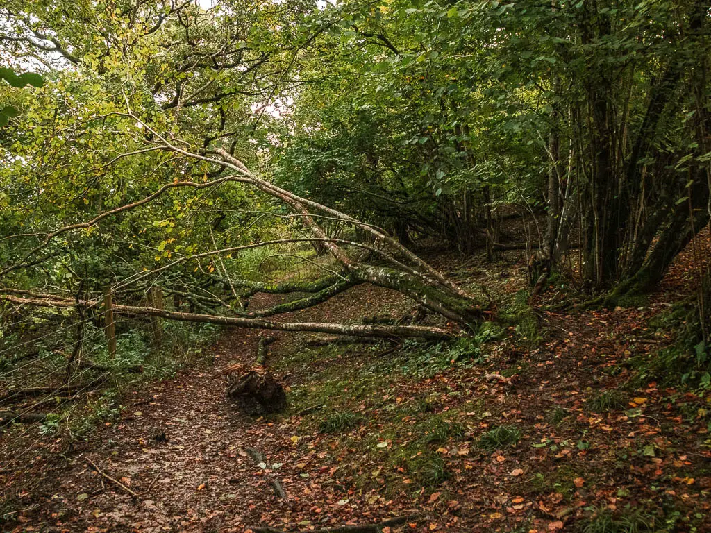 A fallen tres across the dirt trail in the woods.