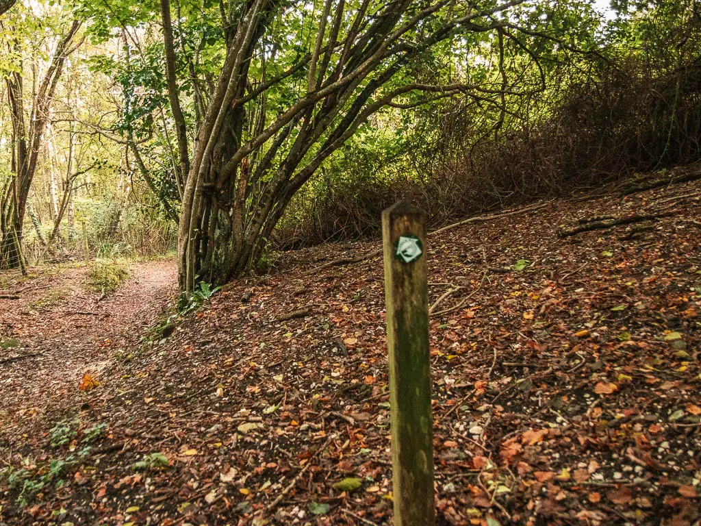 A wooden stump trail sign with a green arrow pointing ahead across a ground covered in fallen brown leaves.