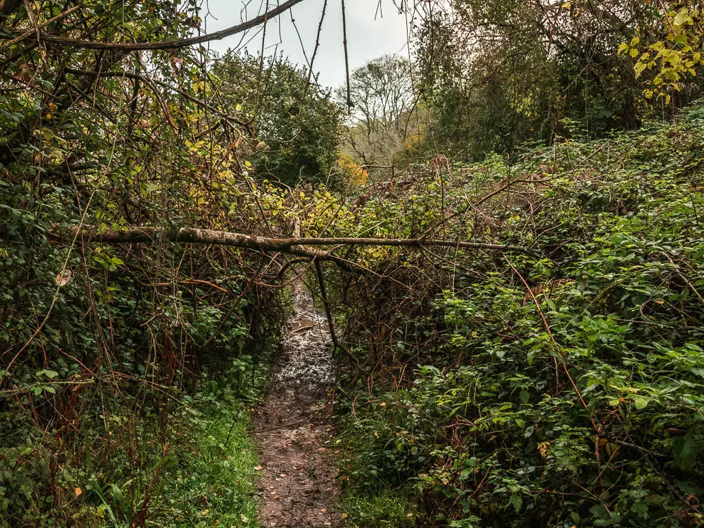 A fallen tree across the narrow muddy trail, surrounded by green leafy bushes.