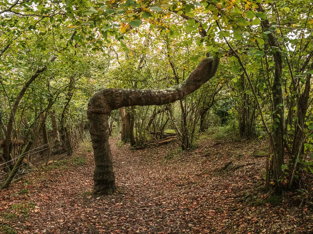 A 90 degree bend inn a tree trunk in the woods.