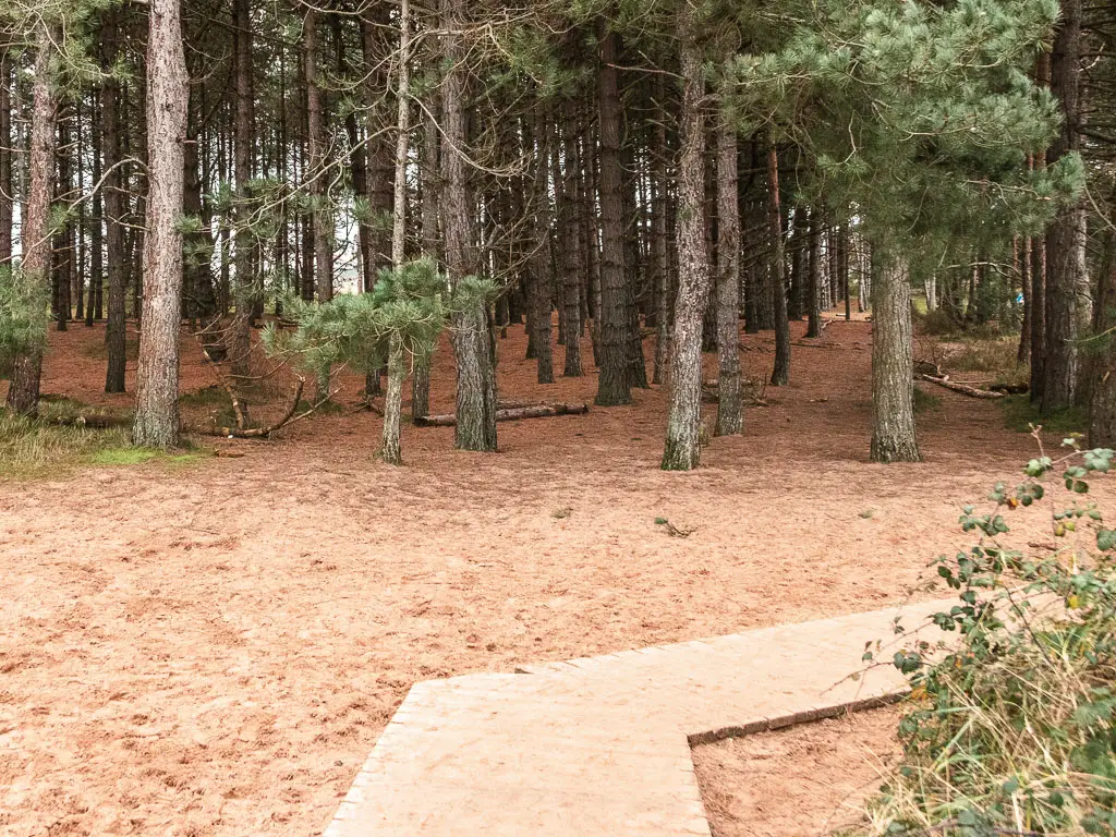 A wooden walkway turning right on the sand, with woodland trees ahead.