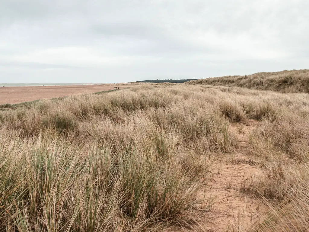 Tall grass, with a sandy trail running through it, with Holkham Beach to the left.