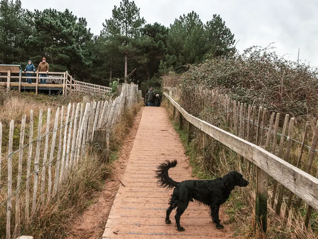 A back dog standing on a walkway which leads up towards some woods. the walkway is lined with wooden fence.