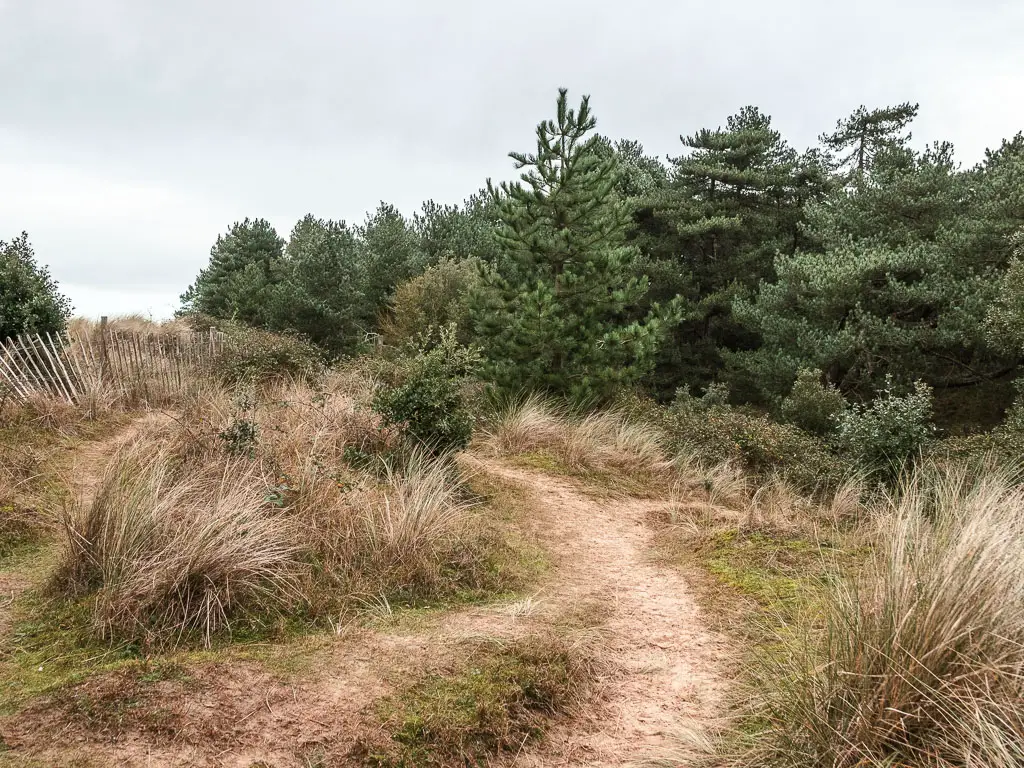 A sandy trail leading though tall patches of grass towards the woods with green leafed trees, when walking from Burnham Overy Staithe to Blakeney.