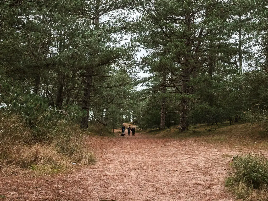 A wide trail through the woods with tall green leafy trees. There are a few people walking on the trail ahead.