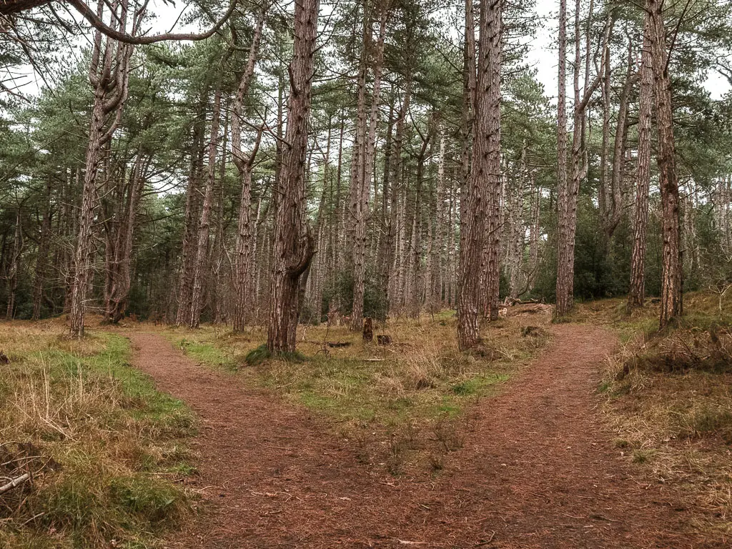 A split in the dirt trail through the woods.