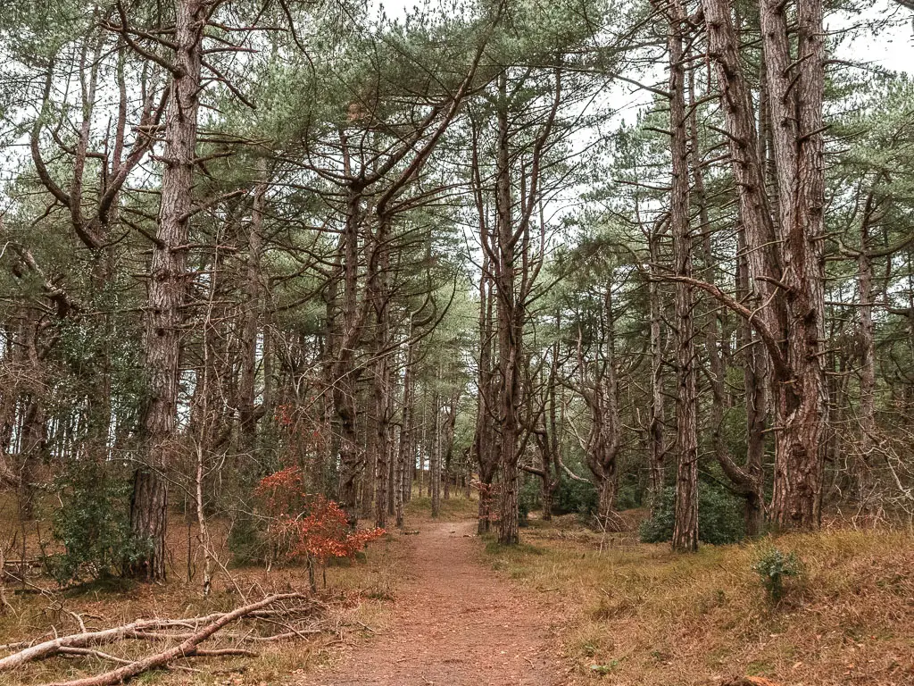 A walking trail through tall trees with wavy branches.