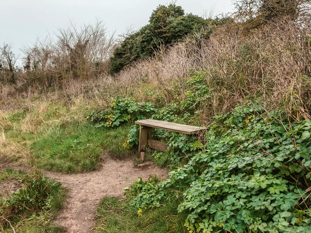 A small wooden bench on the side of the trail, nestled within some green bushes.