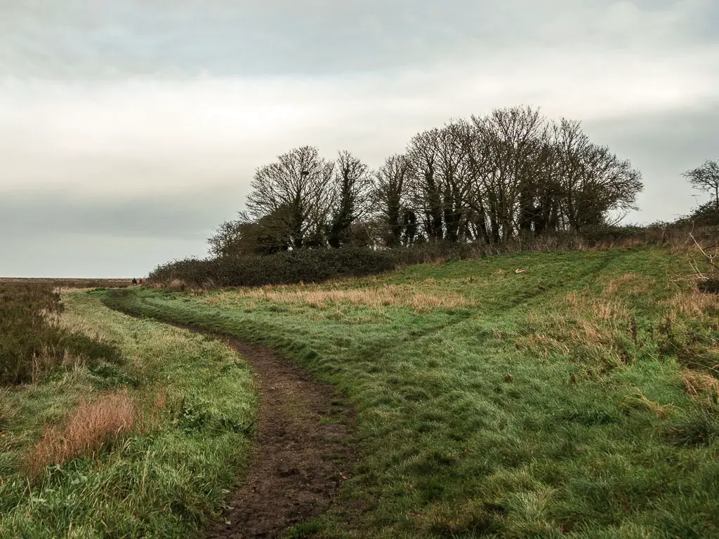 A muddy dirt trail curving to the left though the grass, with a small trail offshoot to the right.