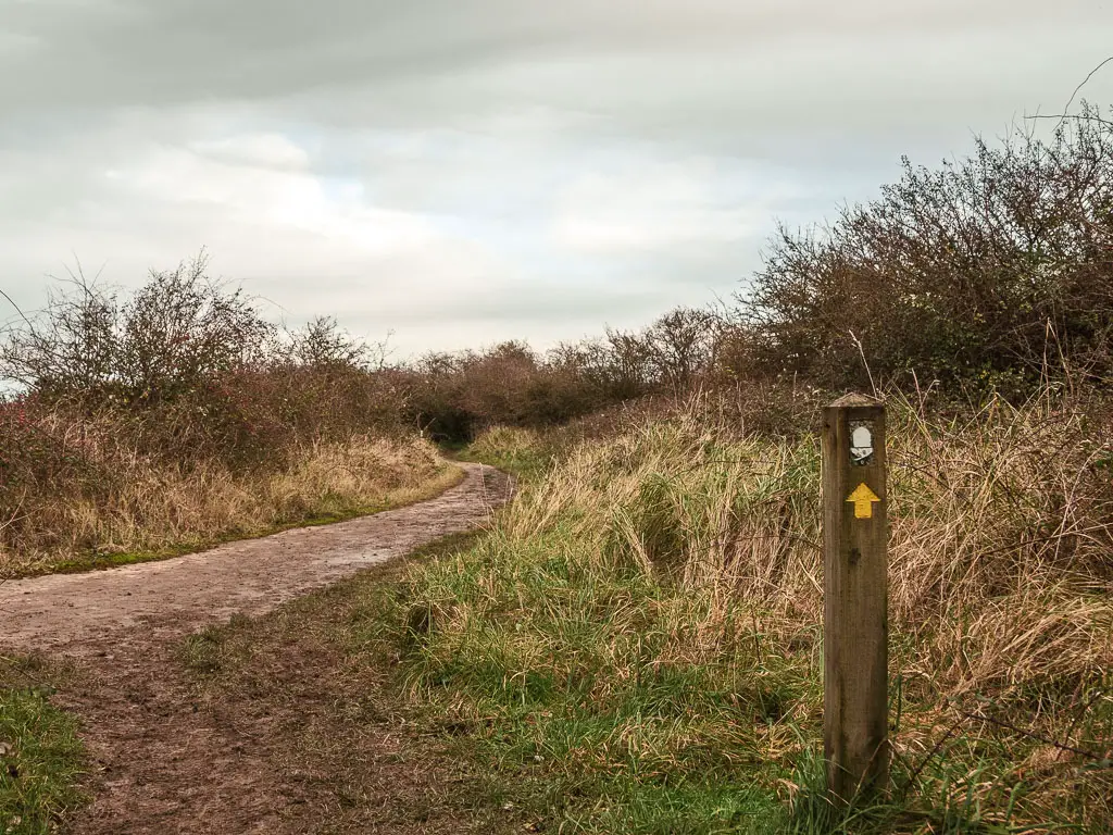 A wooden stump signpost with white acorn and yellow arrow, pointing ahead onto the path.