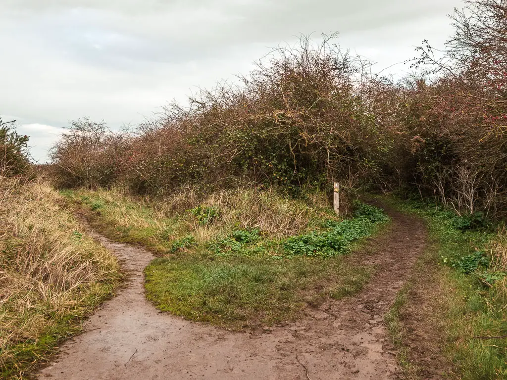 A muddy dirt trail split, leading through some straggly bushes.