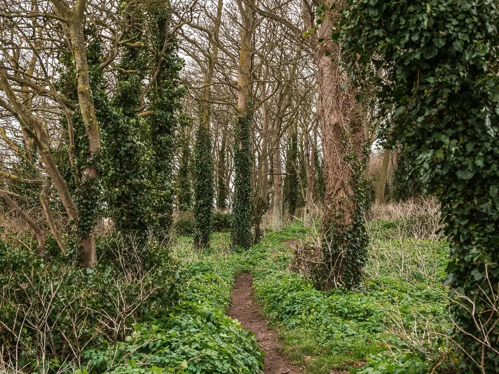 A narrow trail leading through the trees which are covered in green leaves.