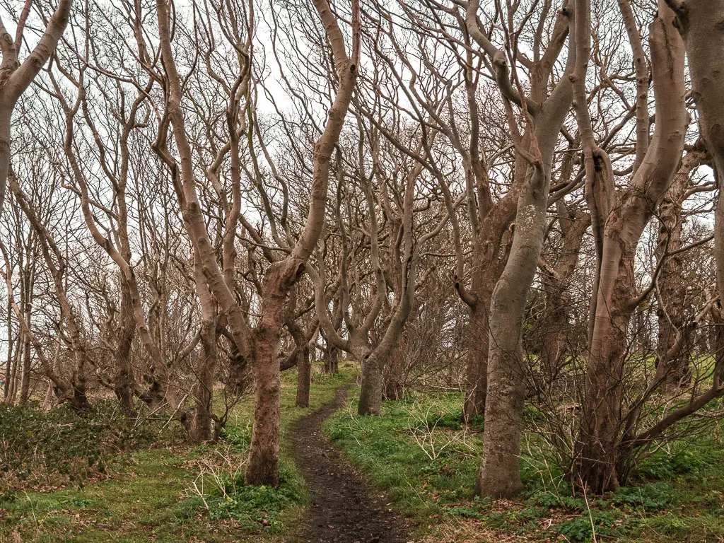 A narrow muddy trail through wavy mystical trees, on the walk from Burnham Overy Staithe to Blakeney.