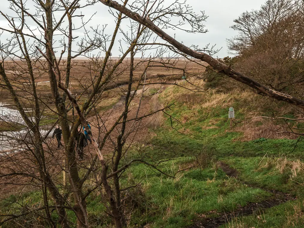 Looking through some tree branches down to the marshes.