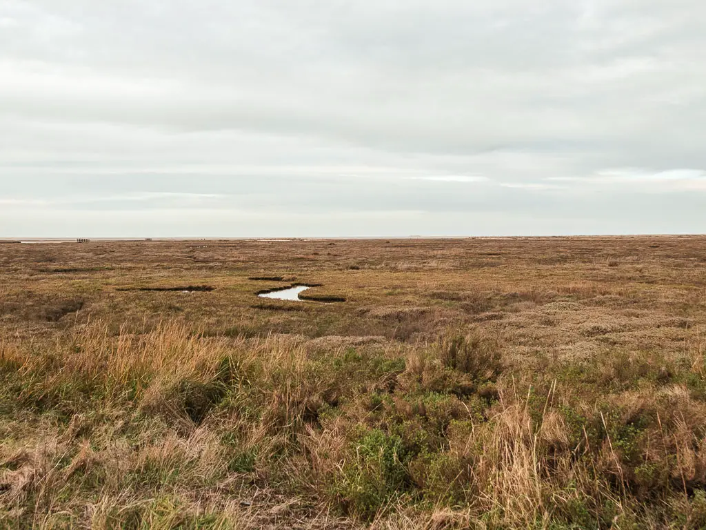 Looking across the bleak light brown coloured marshes.