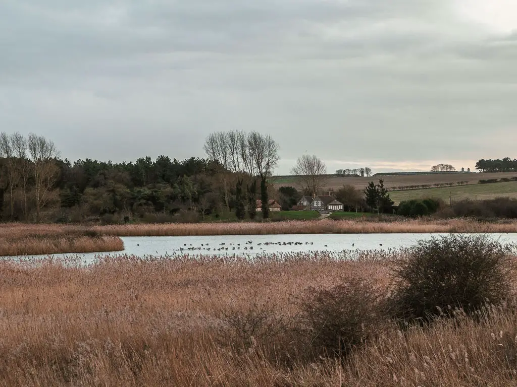 Looking over the tall hay, to a lake with birds sitting on top.