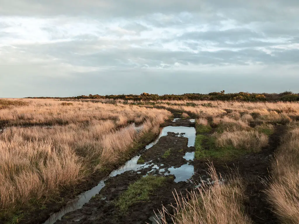 A very wet muddy trail leading through the marshes.