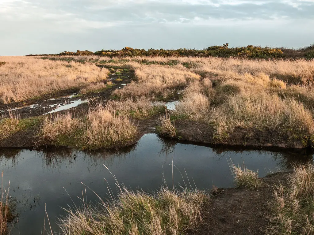 A large patch of water in the middle of the trail in the marshland. 