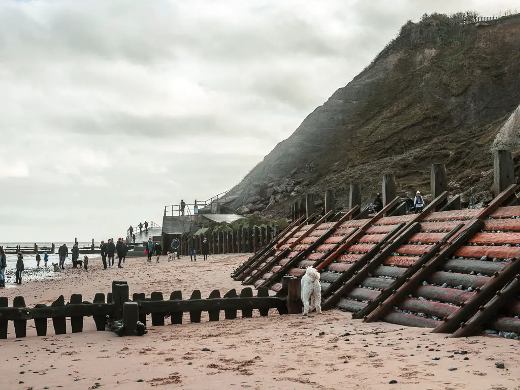 A sandy beach with wooden planks on the right. There is a white dog walking on the beach, and lots of people walking ahead.