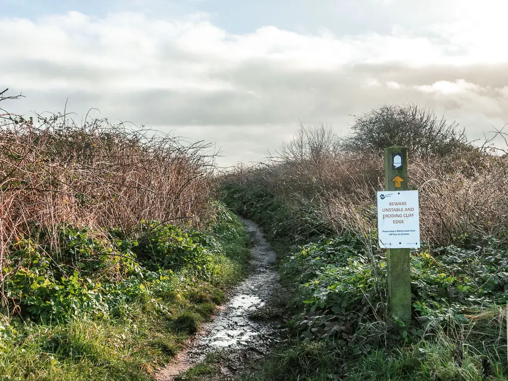 A narrow muddy dirt trail lined with short bushes. There is a wooden sign on the right with a white coast path acorn pointing along the trail