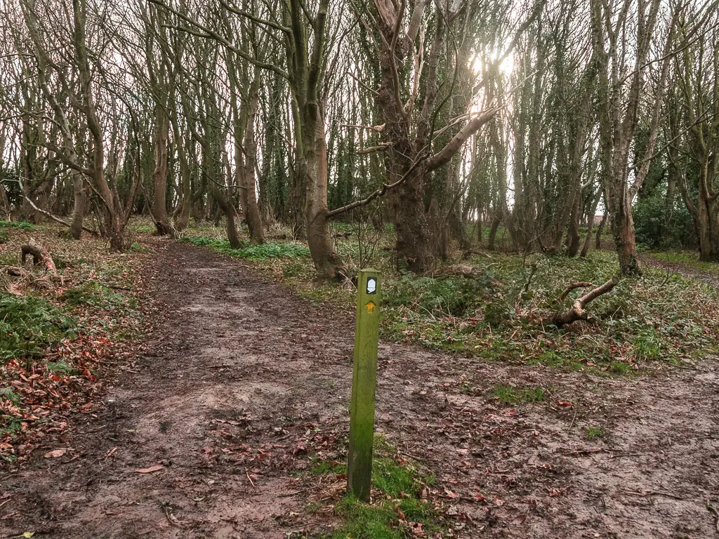 A muddy dirt trail through thew woods. There is a wooden stump sign with white acorn in the middle of the trail.