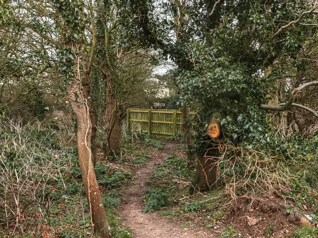 A dirt trail leading through some woods, towards a wooden fence.